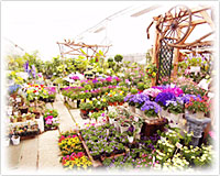 山形の園芸店舗②：花のひこうき