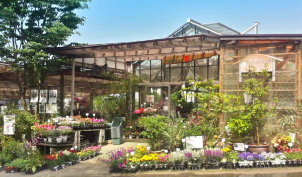 静岡の園芸店舗⑭：やまぼうしの花