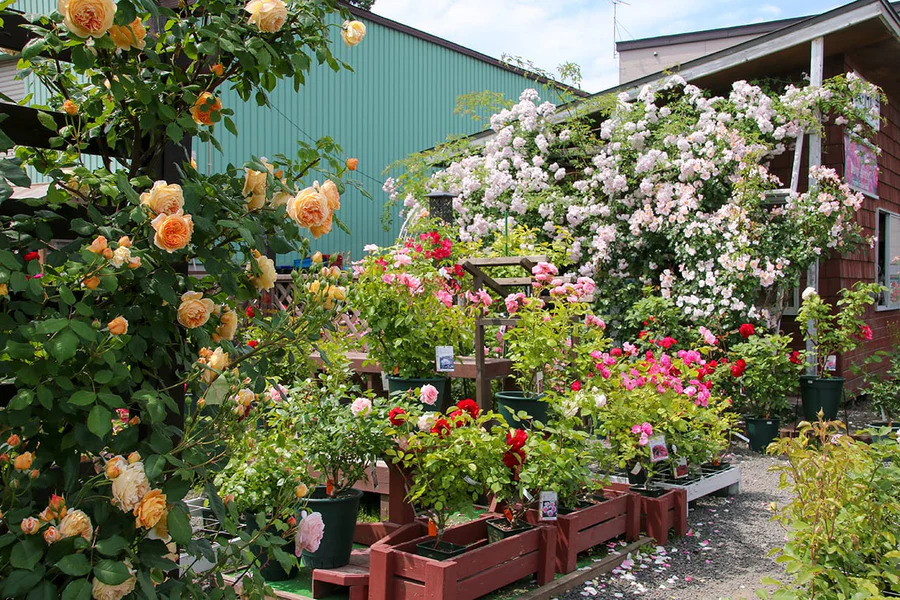 北海道の園芸店舗⑫：花匠 ばら壱